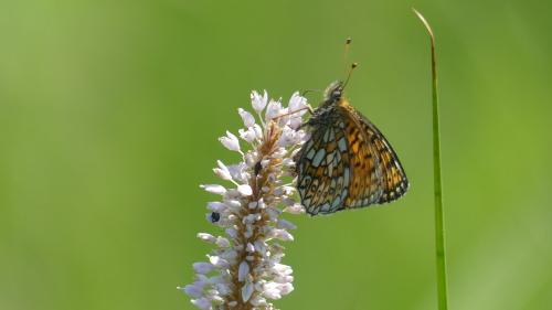 Boloria eunomia